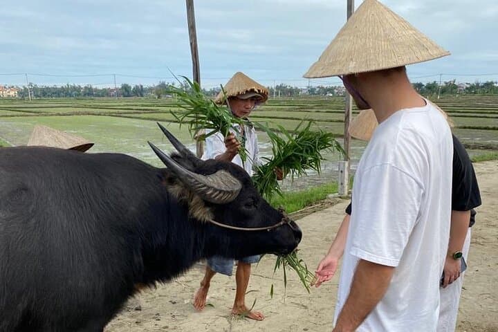 Hoi An Half-Day Rural Adventure: Cycling, Buffalo Riding & Bamboo Basket Boat