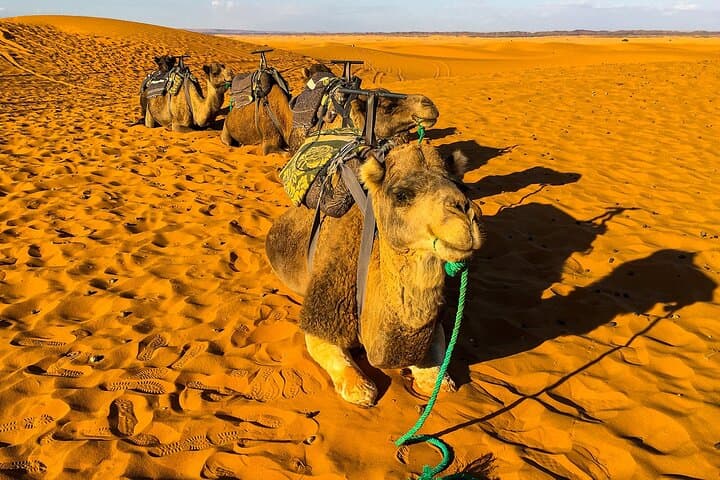 Three-Day Merzouga Desert Tour: Dunes, Kasbahs & Berber Bivouac