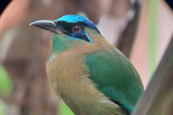 Manuel Antonio National Park guided wildlife walk: sloths, monkeys and coastal trails photo 2