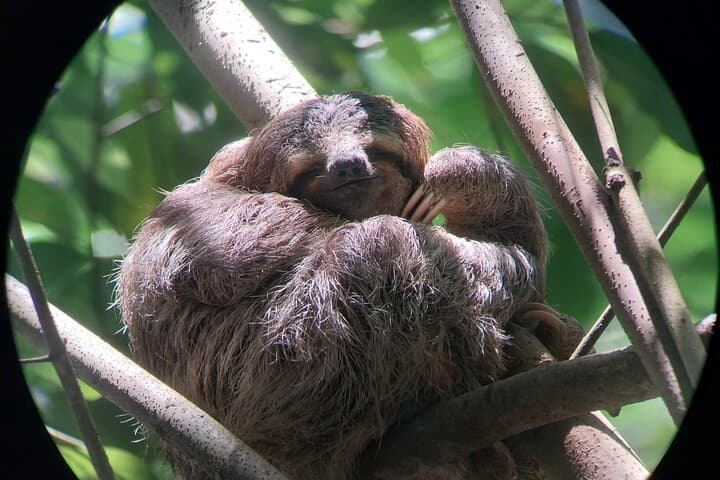 Manuel Antonio National Park guided wildlife walk: sloths, monkeys and coastal trails photo 4
