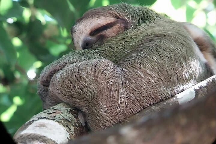 Manuel Antonio National Park guided wildlife walk: sloths, monkeys and coastal trails
