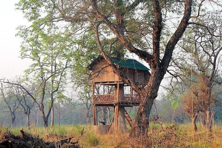 Overnight Treehouse in Bardia National Park — Jungle Sleep & Morning Safari photo 1