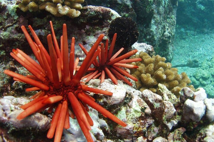 Discover Kealakekua Bay: 5-Hour Kona Private Boat Charter for Snorkeling and Coastal Exploration
