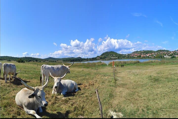 Private Day Tour to Lake Balaton from Budapest: Tihany, Balatonfüred & Village Flavors photo 4