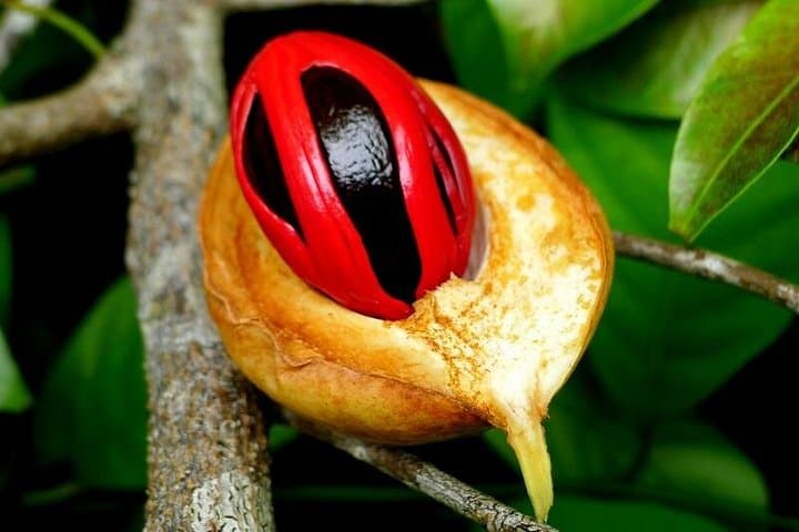 Jozani Forest & Spice Farm Private Tour — Red Colobus, Mangroves & Spice Tasting