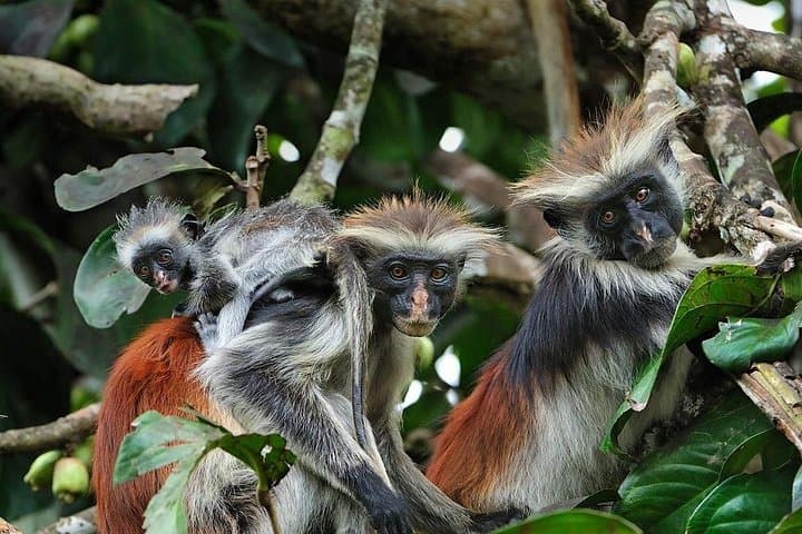 Jozani Forest & Spice Farm Private Tour — Red Colobus, Mangroves & Spice Tasting photo 4