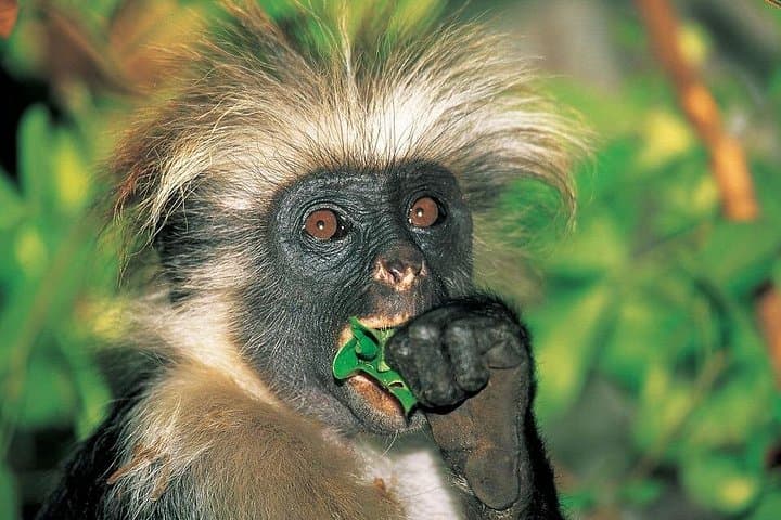 Jozani Forest & Spice Farm Private Tour — Red Colobus, Mangroves & Spice Tasting photo 5