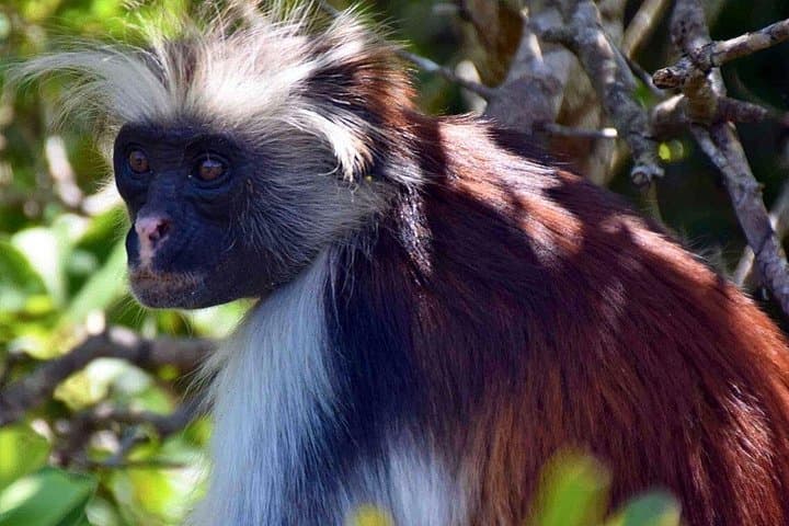 Jozani Forest & Spice Farm Private Tour — Red Colobus, Mangroves & Spice Tasting photo 6