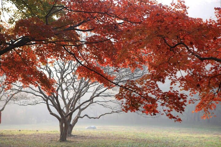 Naejangsan Fall Foliage Day Trip from Busan (Seoul Drop-off Option) photo 5