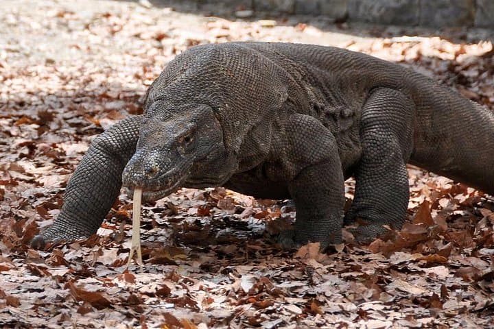 Komodo Island Day Trip from Labuan Bajo: Padar, Pink Beach & Manta Snorkel photo 4