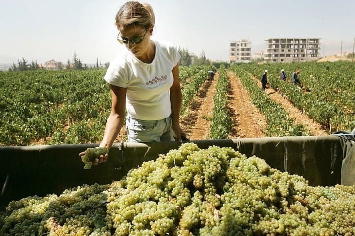 Private Wine Tour in Central Bekaa Valley — Kefraya, St. Thomas & Ksara photo 3