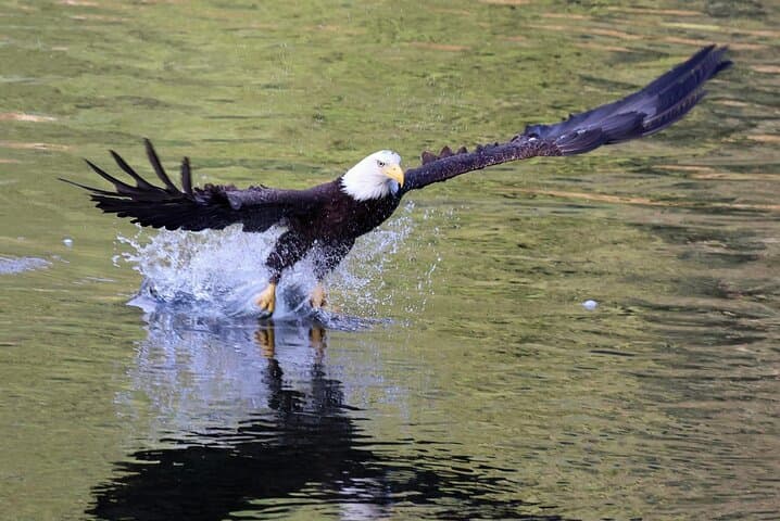 Private Alaska Native Excursion in Ketchikan — Haida Cultural & Wildlife Tour photo 3