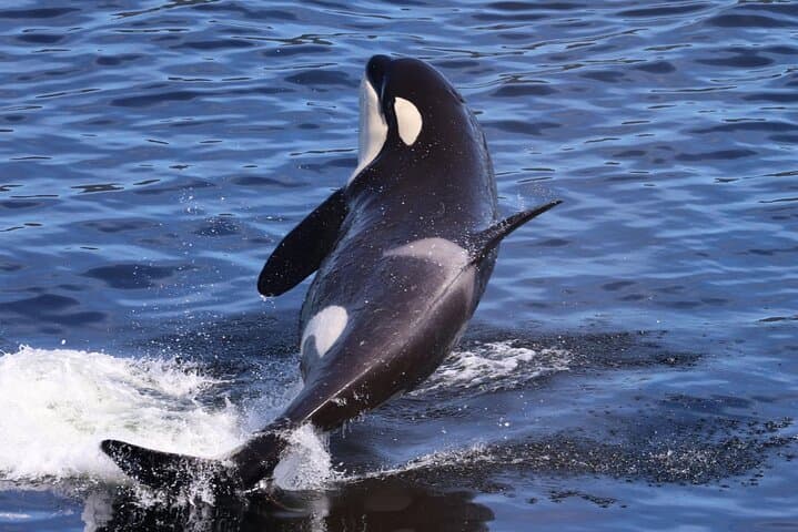 Private Alaska Native Excursion in Ketchikan — Haida Cultural & Wildlife Tour photo 4