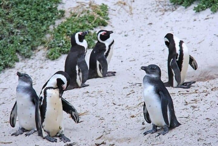 Cape Agulhas Full-Day from Cape Town: Penguins, Wine & The Southernmost Tip photo 5