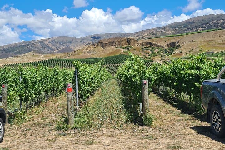 Cromwell Classic Car Wine Tour: Private Central Otago Vineyard Tasting photo 2