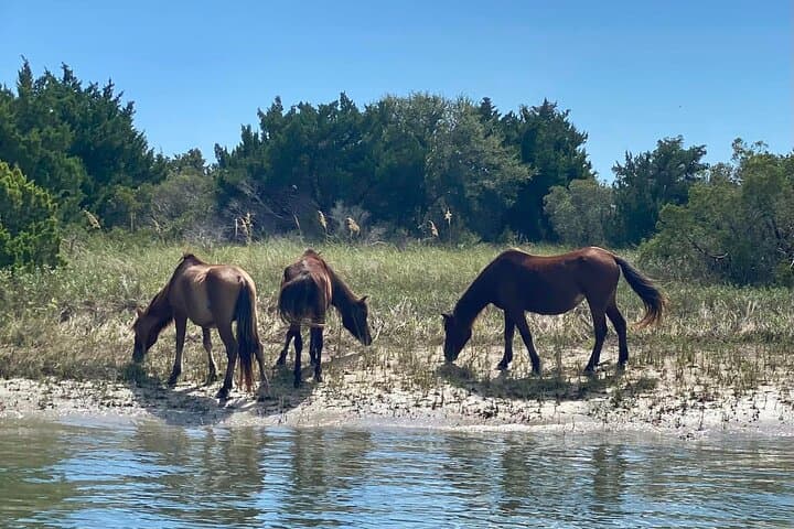 Private Crystal Coast Sightseeing: 8-Hour Custom Tour from Morehead City