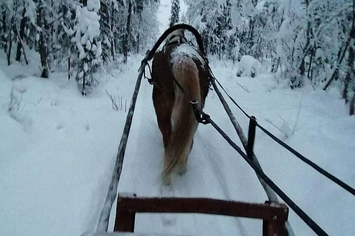 Private Finnhorse Sleigh Ride in Rovaniemi's Snowy Forest