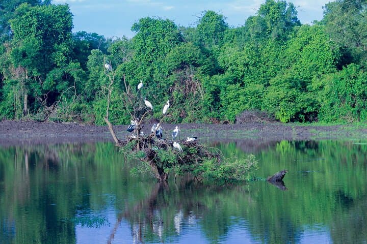 Bundala National Park Jeep Safari: Birdwatching Through Sri Lanka’s Ramsar Wetlands photo 5