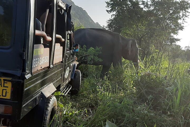 Sigiriya, Dambulla & Minneriya: Private Day Tour from Kandy photo 2