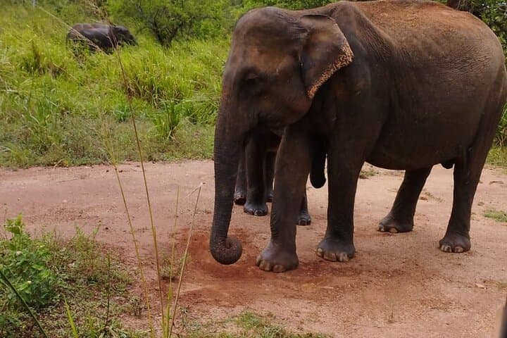 Sigiriya, Dambulla & Minneriya: Private Day Tour from Kandy photo 3