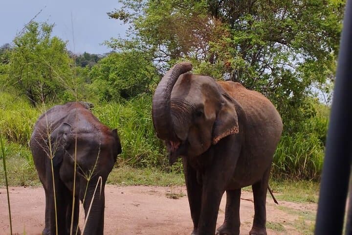 Sigiriya, Dambulla & Minneriya: Private Day Tour from Kandy photo 4
