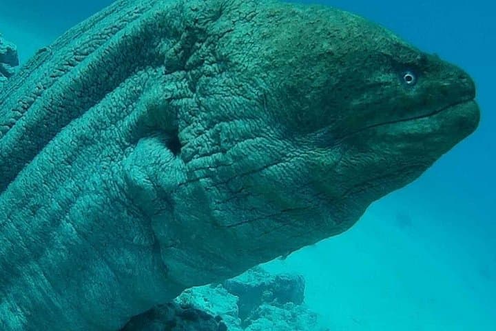 Orange Bay Snorkeling from Hurghada: Giftun Island Day Trip to Turquoise Reefs photo 3