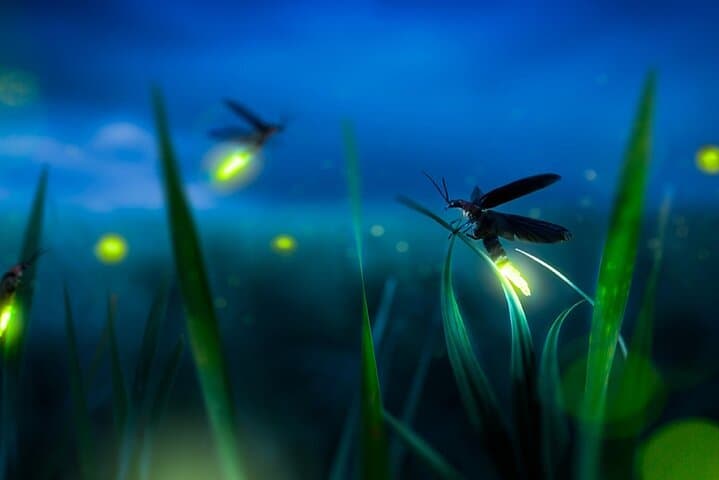 Kuala Selangor Fireflies Night Cruise with Seafood Dinner photo 2