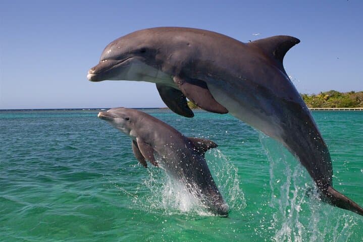 Dolphin Discovery Adventure in Hurghada: Snorkel, Swim and Fish the Red Sea photo 2