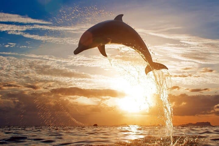 Red Sea Dolphin Watching and Lunch Cruise from Hurghada photo 2