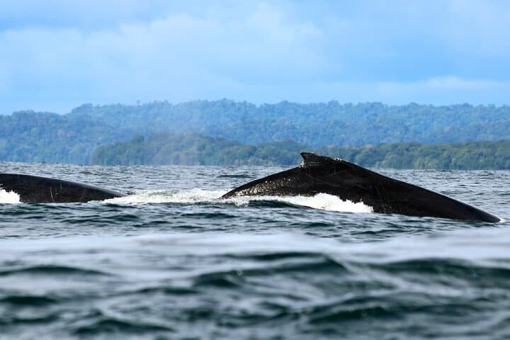 Bahia Malaga Humpback Whale Watching from Cali: Colombian Pacific Day Trip photo 3