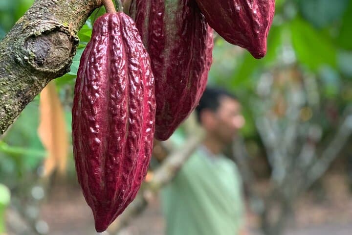 Paso del Mango Chocolate & Waterfalls Tour — Sierra Nevada Day Trip from Santa Marta photo 4