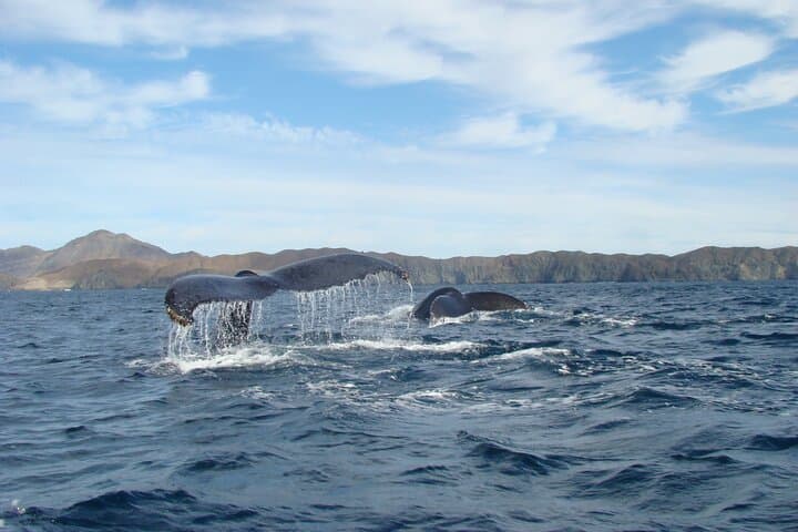 Whale Watching from La Paz: Close Encounters with Baja's Gentle Giants