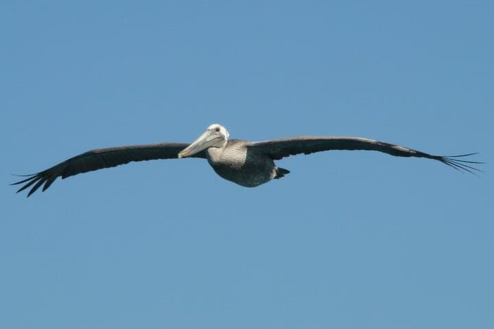 Whale Watching from La Paz: Close Encounters with Baja's Gentle Giants photo 5