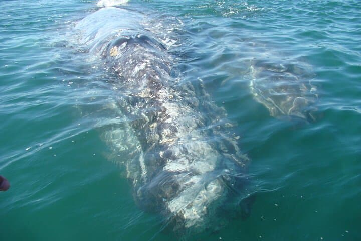 Whale Watching from La Paz: Close Encounters with Baja's Gentle Giants photo 6