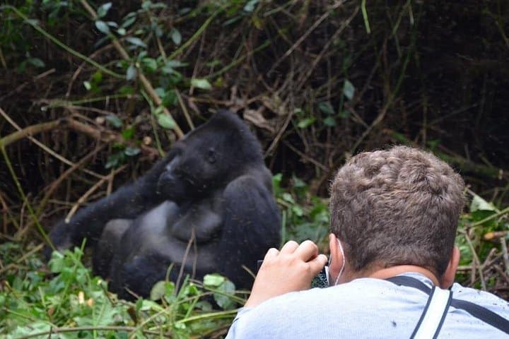 7-Day Uganda Primate Safari: Gorilla and Chimpanzee Trekking in Bwindi & Kibale photo 3