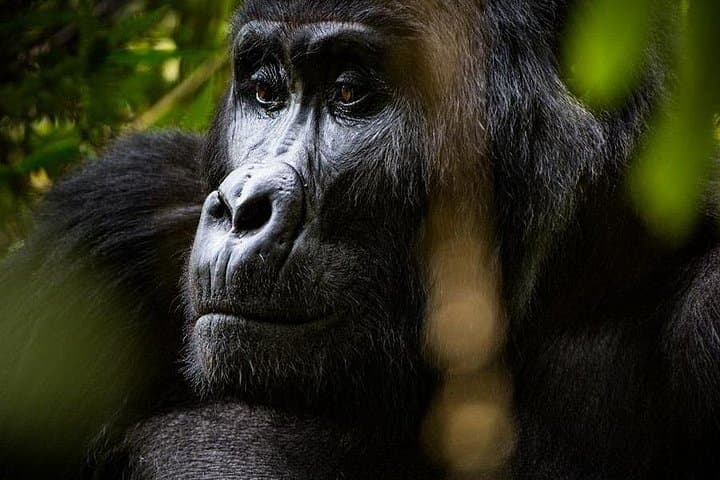 4-Day Private Bwindi and Kibale Gorilla & Chimpanzee Trekking Tour from Kigali photo 1
