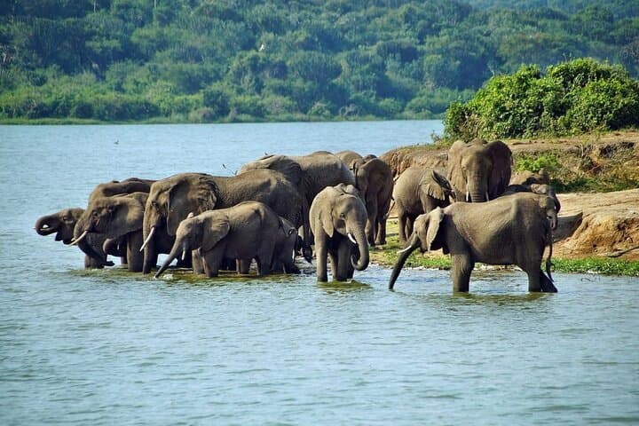 Full-Day Akagera Safari from Kigali — Shared Game Drive with Lunch & Coffee photo 3