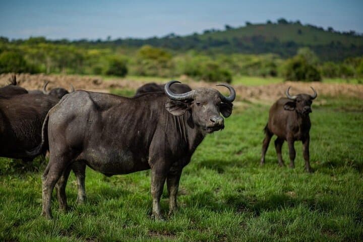 5-Day Queen Elizabeth, Bwindi & Kibale Wildlife Safari from Entebbe photo 6