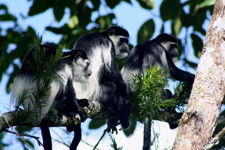 4-Day Private Bwindi and Kibale Gorilla & Chimpanzee Trekking Tour from Kigali photo 4