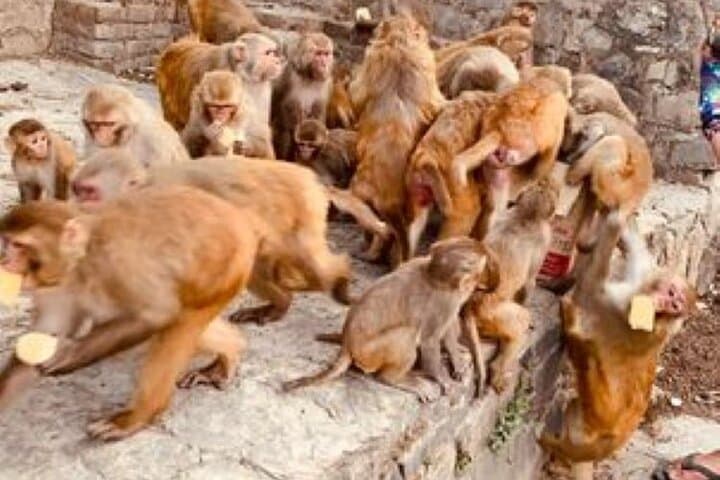 Full-Day Private Kathmandu Sightseeing: Top 7 UNESCO World Heritage Sites photo 5