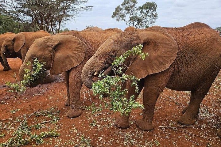 Nairobi National Park & David Sheldrick Elephant Orphanage Day Tour — Game Drive and Baby Elephants