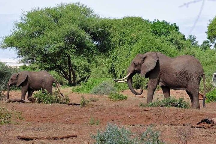 3-Day Selous (Nyerere) Safari: Boat, Game Drives & Walking Safaris on the Rufiji photo 2