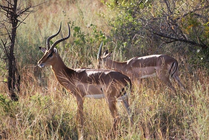 3-Day Selous (Nyerere) Safari: Boat, Game Drives & Walking Safaris on the Rufiji photo 3