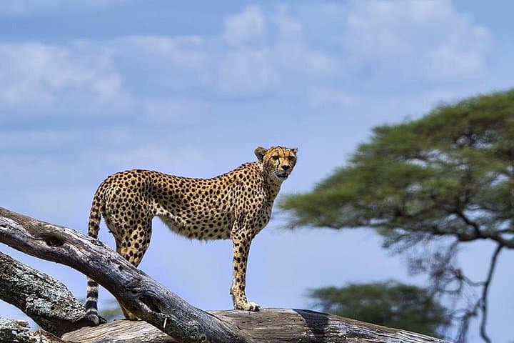 Luxury 6-Day Northern Serengeti Migration Safari, Tanzania photo 4