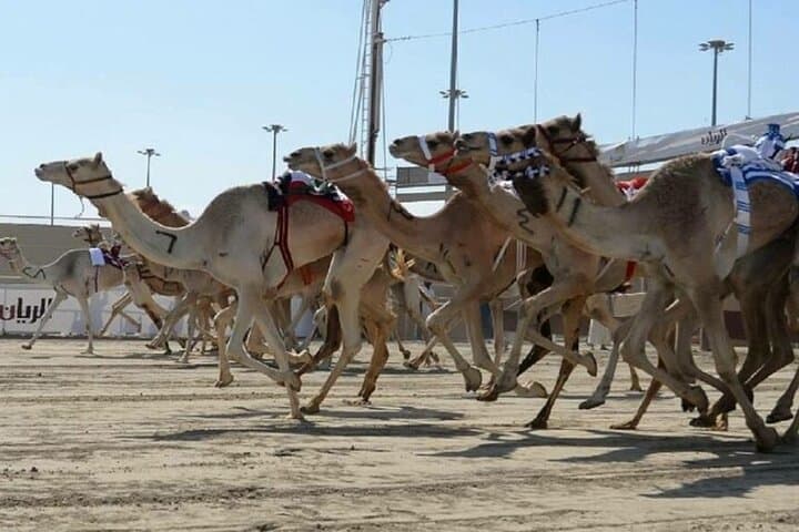 Doha Camel Race Track & Zekreet Desert Tour — Camel Racing, Rock Formations & Richard Serra photo 6