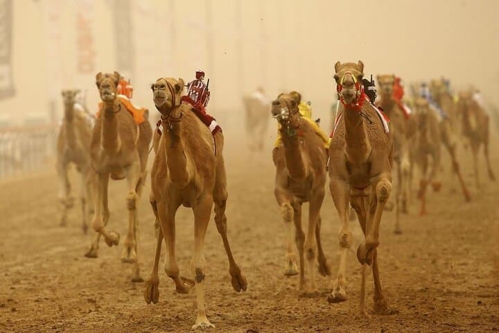 Doha Camel Race Track & Zekreet Desert Tour — Camel Racing, Rock Formations & Richard Serra photo 2