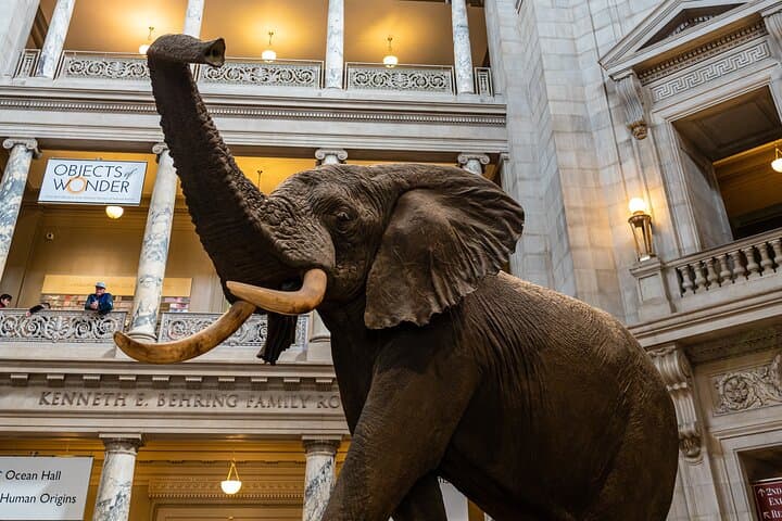 Smithsonian Highlights Tour: Air and Space, Natural History & American History in Washington DC photo 4