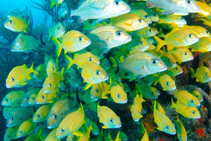 Mayan Snorkeling Tour: Yal Ku Lagoon and Open Cenote Adventure photo 4