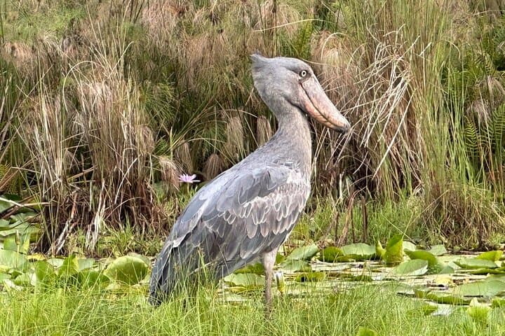 Mabamba Swamp Shoebill Tour — Half-Day Boat Safari from Entebbe photo 2
