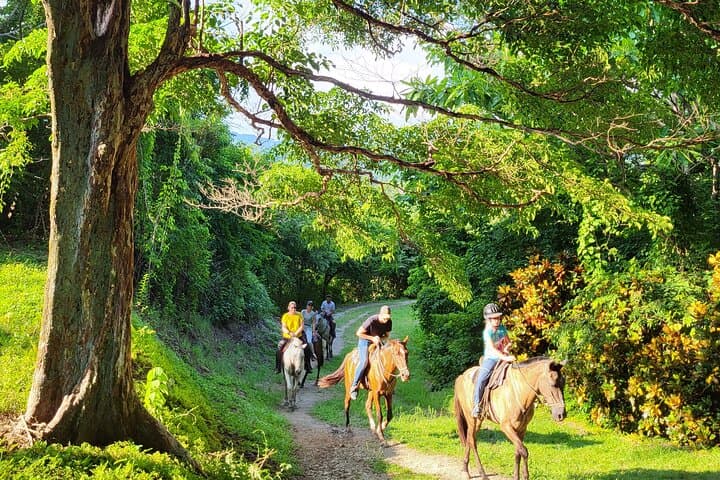 Samara Jungle & Beach Horseback Ride — 2.5-Hour Ranch-to-Beach Experience photo 3